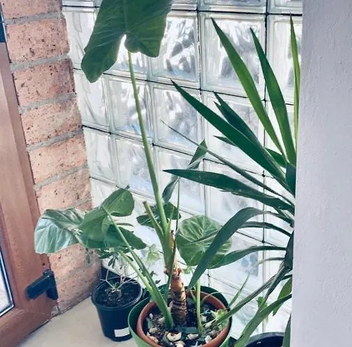 Апартаменты Boutique 2 Клуж-Напока